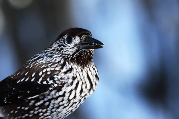 Zicht Prachtige Vogel Natuur — Stockfoto