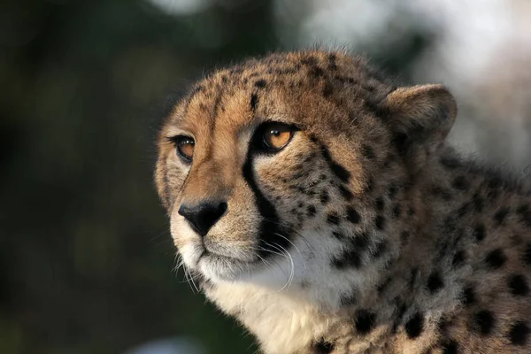 Çita Kedi Vahşi Hayvan — Stok fotoğraf