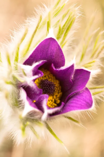 Vista Vicino Bellissimi Fiori Fiore — Foto Stock