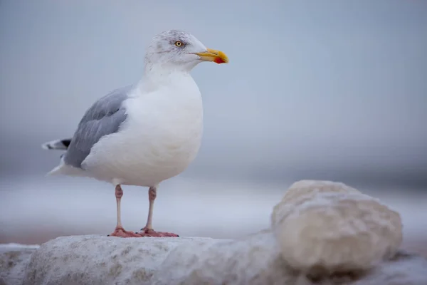 Uma Gaivota Que Quer Tempos Mais Quentes — Fotografia de Stock