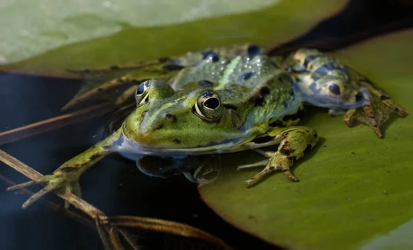 Rana Comestible Verde Rana Europea Rana Común Agua — Foto de Stock