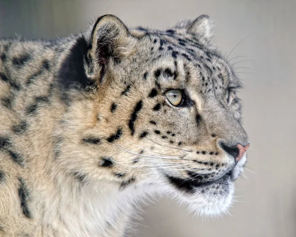 Leopardo Neve Gato Animal Predador — Fotografia de Stock