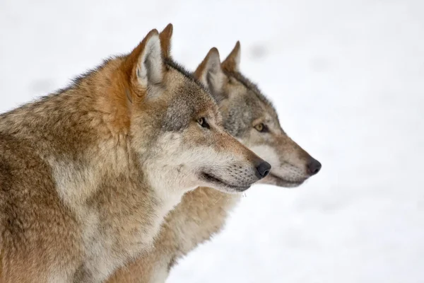 Schilderachtig Uitzicht Wilde Wolf Natuur — Stockfoto