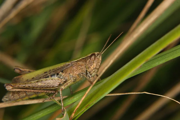 Feldheuschrecke Chorthippus Apricarius — Stockfoto