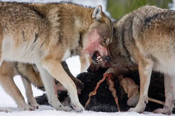 Visão Cênica Lobo Selvagem Natureza — Fotografia de Stock