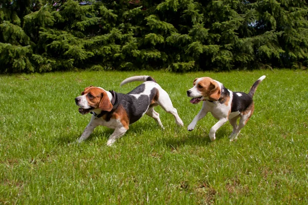 Retrato Lindo Adorable Perro Beagle — Foto de Stock