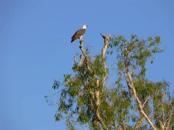 Malerischer Blick Auf Den Majestätischen Weißkopfseeadler Wilder Natur — Stockfoto