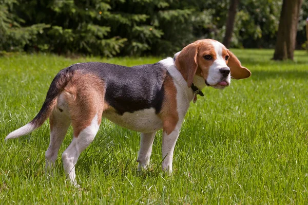 Portrait Chien Beagle Mignon Adorable — Photo