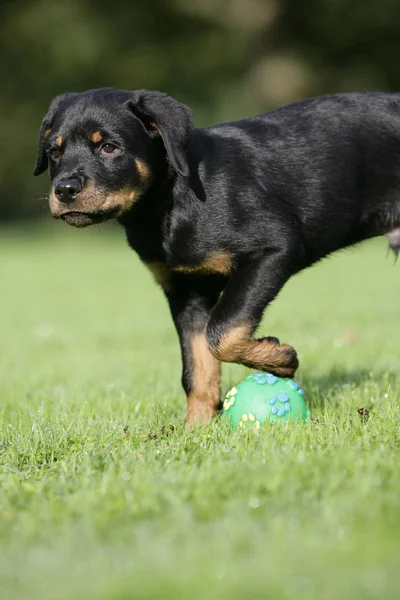 Dumny Szczeniak Rottweiler Piłką — Zdjęcie stockowe