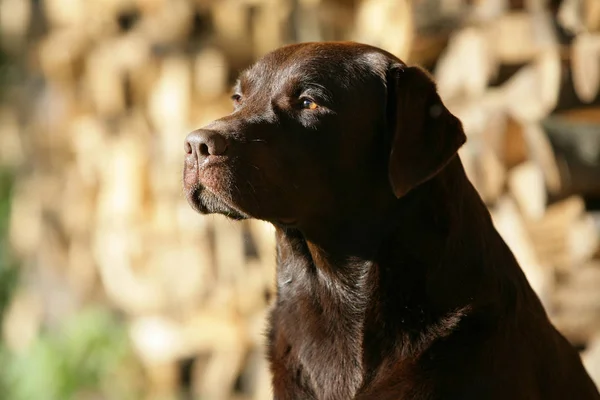 Chocolade Bruine Labrador Retriever — Stockfoto
