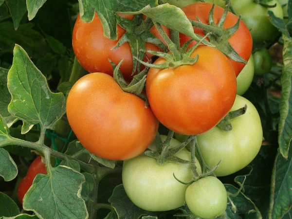 Tomates Ecológicos Maduros Rojos — Foto de Stock
