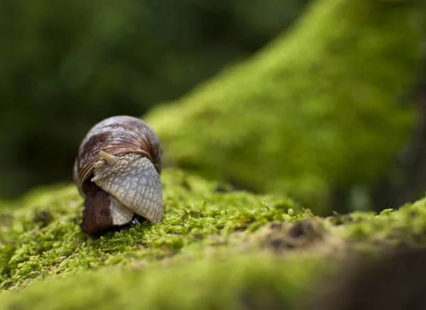 Snail Shell Mollusk Shells — Stock Photo, Image