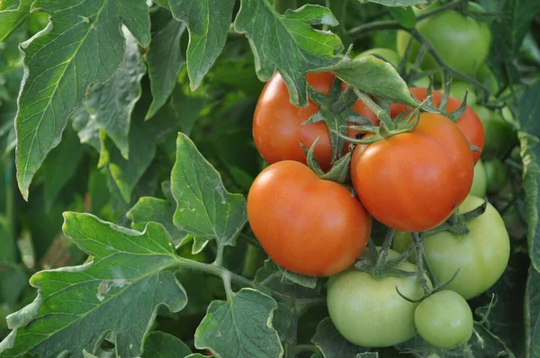 Tomates Biologiques Mûres Rouges — Photo