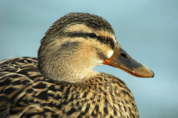 Malowniczy Widok Uroczy Kaczka Krzyżówka Naturze — Zdjęcie stockowe