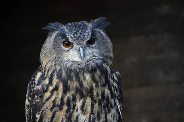 Close Uitzicht Adelaar Uil Wilde Natuur — Stockfoto