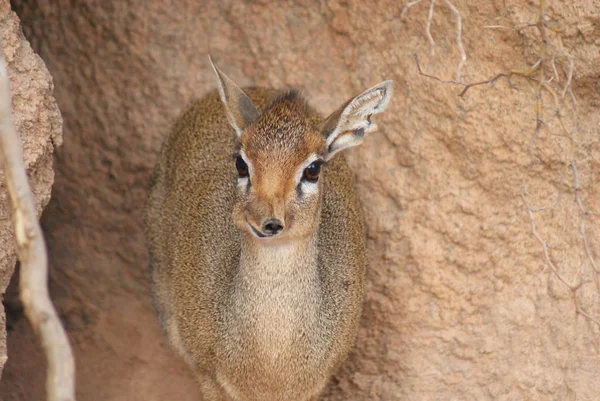 Dikdik Pequeno Animal Veado Bonito — Fotografia de Stock