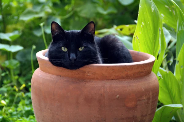 Neşeli Komik Kedi Hayvan Evcil Hayvan Konsepti — Stok fotoğraf