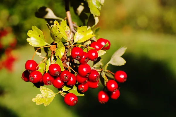 Weißdorn Herbst — Stockfoto