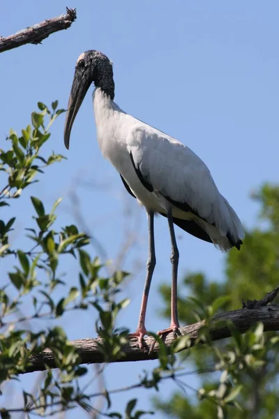 Vue Panoramique Belle Cigogne Oiseau Nature — Photo