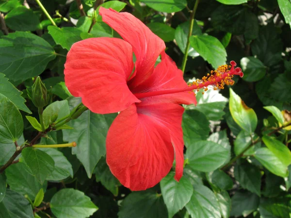 Fleurs Hibiscus Pétales Flore Nature — Photo