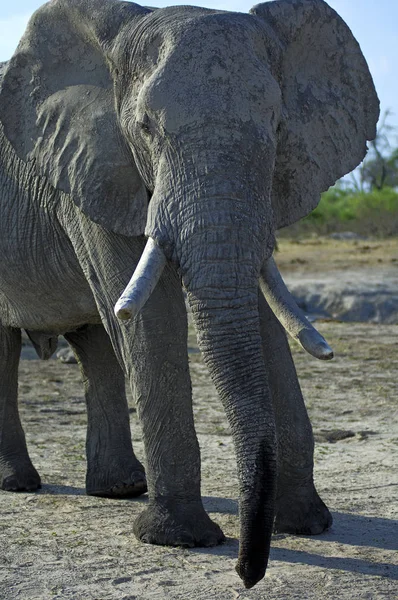 Era Los Elefantes Toros Africanos — Foto de Stock