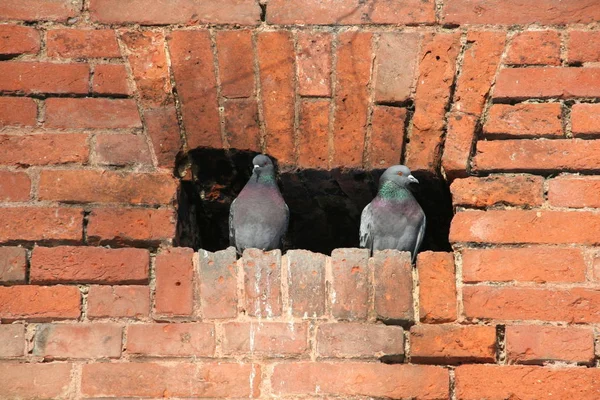 Vista Panorámica Las Aves Palomas — Foto de Stock