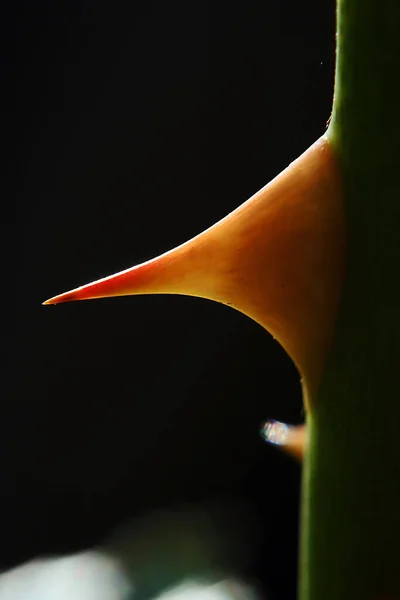 Nahaufnahme Einer Schönen Tropischen Blume — Stockfoto