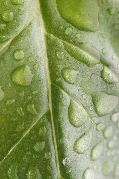 Zielony Liść Kroplami Wody — Zdjęcie stockowe