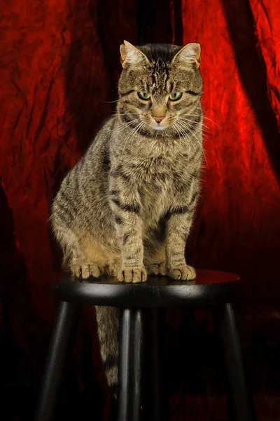 Retrato Gato Bonito — Fotografia de Stock