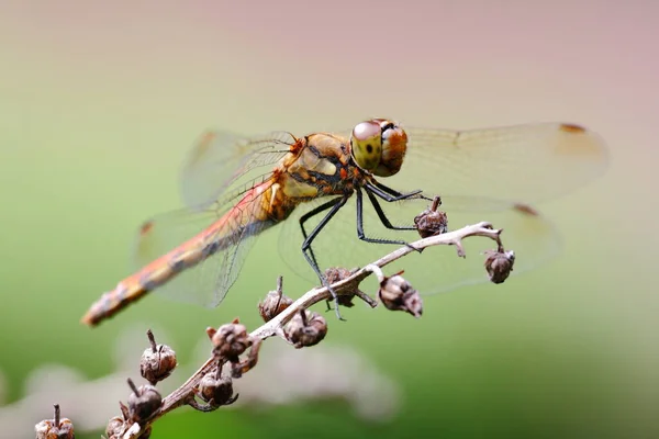 Muška Vážka Hmyz Odonata Fauna — Stock fotografie