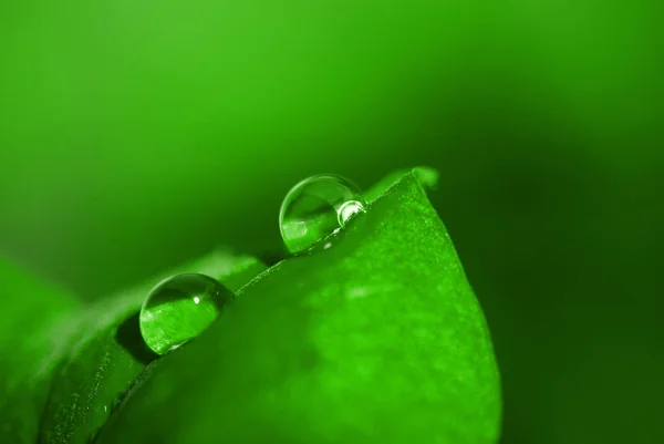 Folha Verde Com Gotas Água Grama Molhada — Fotografia de Stock