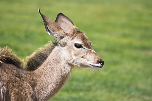 Kudu Antelope Animais Selvagens Fauna Natureza — Fotografia de Stock