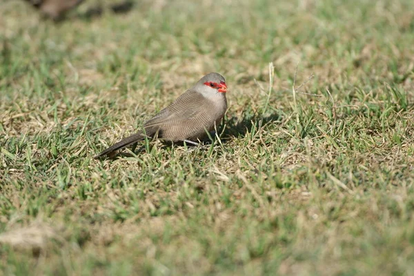 Vacker Utsikt Över Vacker Fågel Naturen — Stockfoto