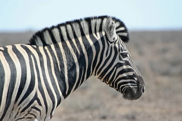 Zwart Wit Zebra Dier Zoogdier — Stockfoto