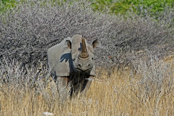 Nosorožci Volně Žijící Živočichové Flóra Fauny — Stock fotografie