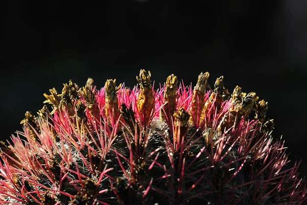 Bellissimi Fiori Sfondo Concetto Floreale — Foto Stock