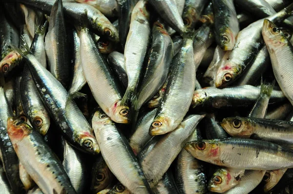 Sardines Middellandse Zee Voedsel — Stockfoto
