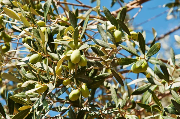 Olivy Rostlinné Potraviny — Stock fotografie