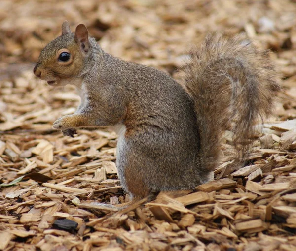 Eichhörnchen Entzückendes Nagetier — Stockfoto