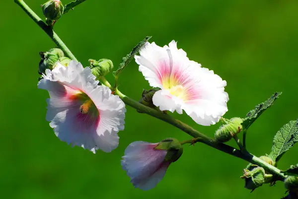 Flores Bonitas Fundo Conceito Floral — Fotografia de Stock