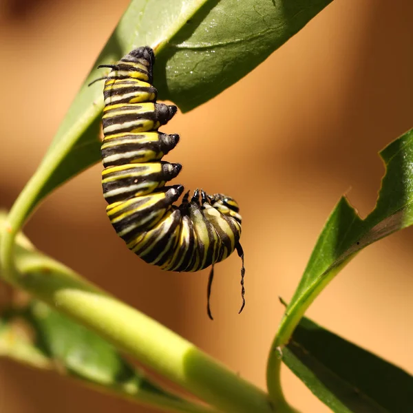 Caterpillar Monarch Falter — Foto de Stock