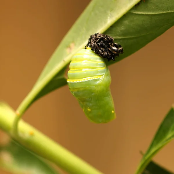 Muñeca Monarca Mariposa — Foto de Stock