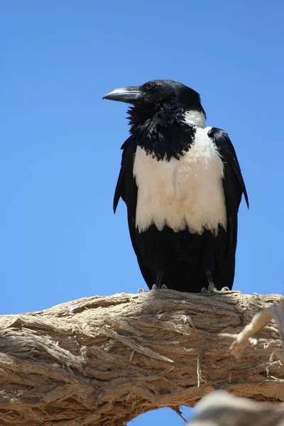 Vista Panorámica Hermoso Pájaro Naturaleza — Foto de Stock