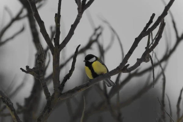 Malerische Ansicht Der Schönen Meise Vogel — Stockfoto