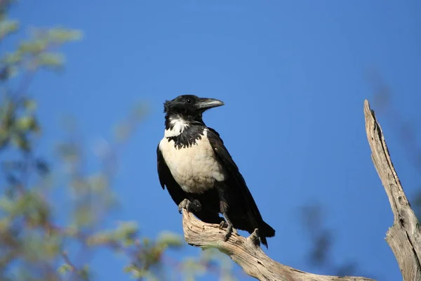 Schilderachtig Uitzicht Prachtige Vogel Natuur — Stockfoto