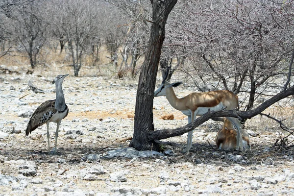 在自然界中被钩住的动物 Savannah Gazelle — 图库照片