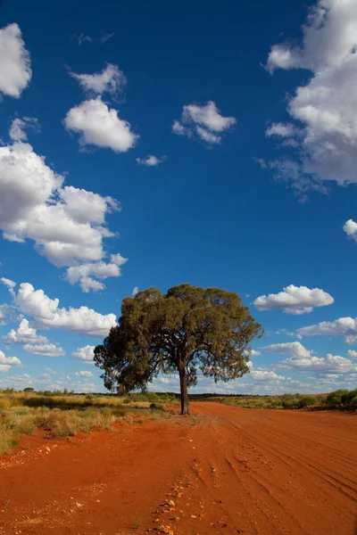 Árvore Solitária Deserto — Fotografia de Stock