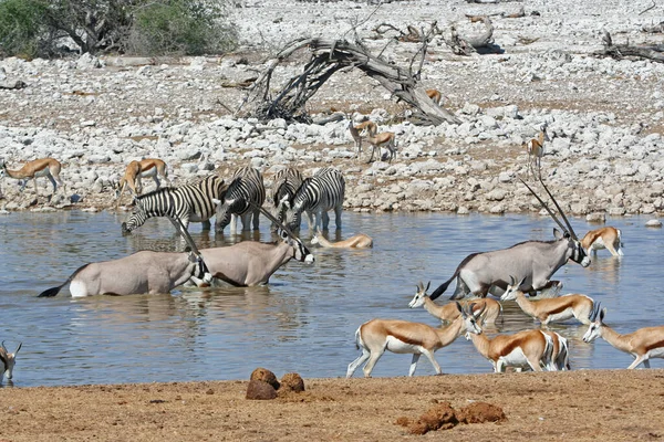 Zwart Wit Gestreept Zebra Dier Zoogdier — Stockfoto