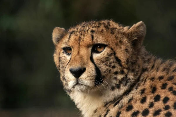 Gepardkatt Vilda Djur — Stockfoto