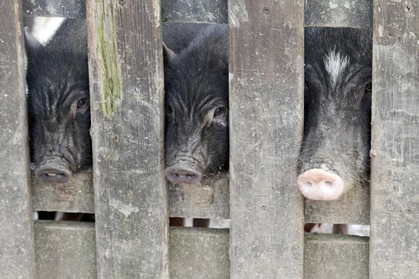 Mini Porcos Olhando Através Uma Cerca — Fotografia de Stock